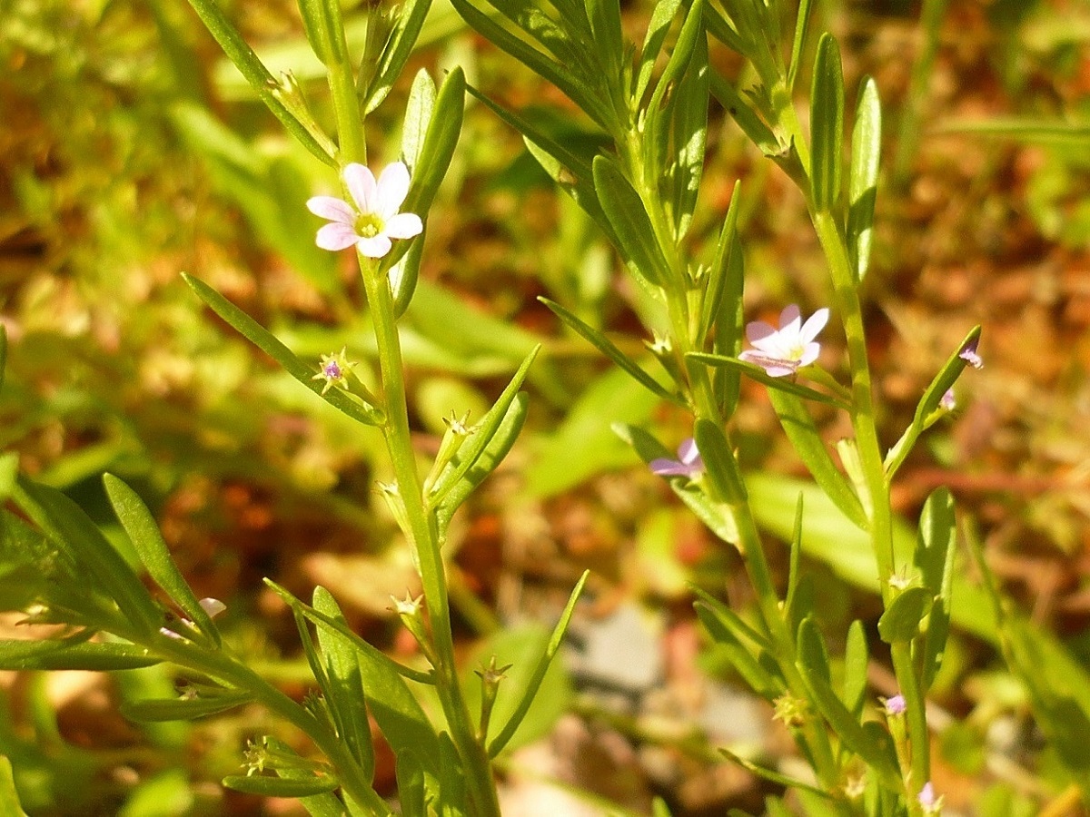 Lythrum hyssopifolia (Lythraceae)